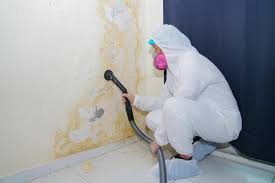 Why You Should Choose Our Mold Remediation Services in Norwood, NY